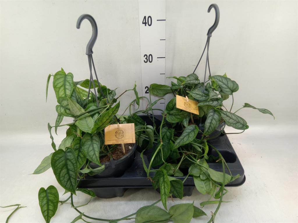 Горшечные цветы и растения оптом Monstera Siltepecana от 2шт из Голландии с доставкой по России