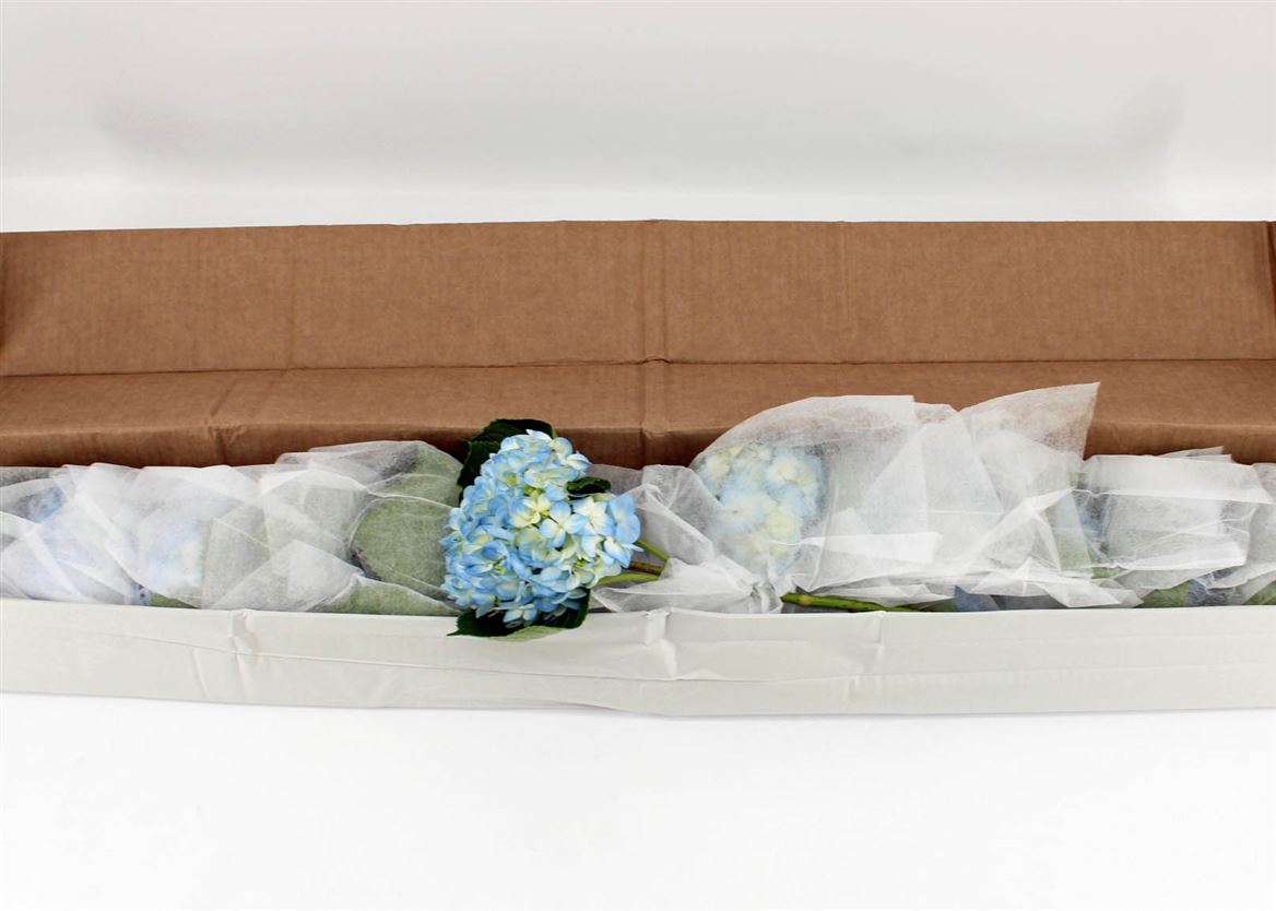Срезанные цветы оптом Hydrangea therese blue от 12шт из Голландии с доставкой по России