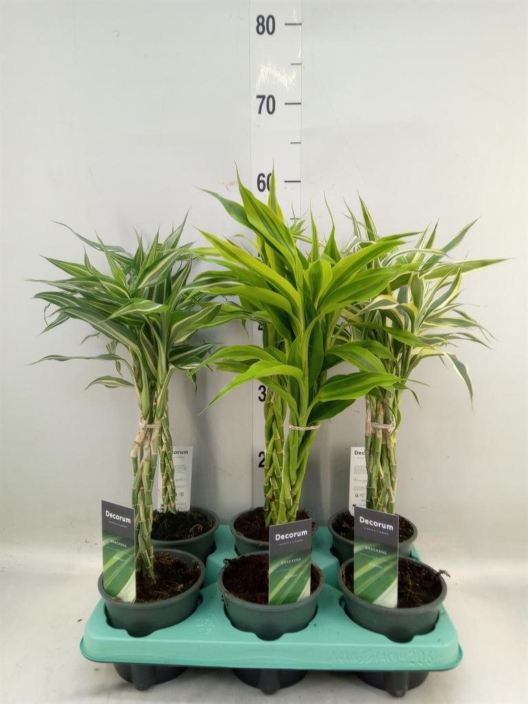 Горшечные цветы и растения оптом Dracaena Sand.   ...mix 3 от 6шт из Голландии с доставкой по России