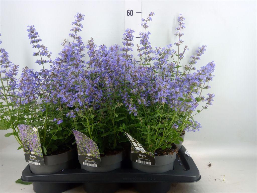 Горшечные цветы и растения оптом Nepeta Faassenii от 6шт из Голландии с доставкой по России