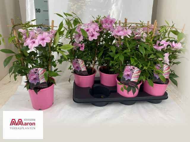Горшечные цветы и растения оптом Pand Jasminoides от 6шт из Голландии с доставкой по России