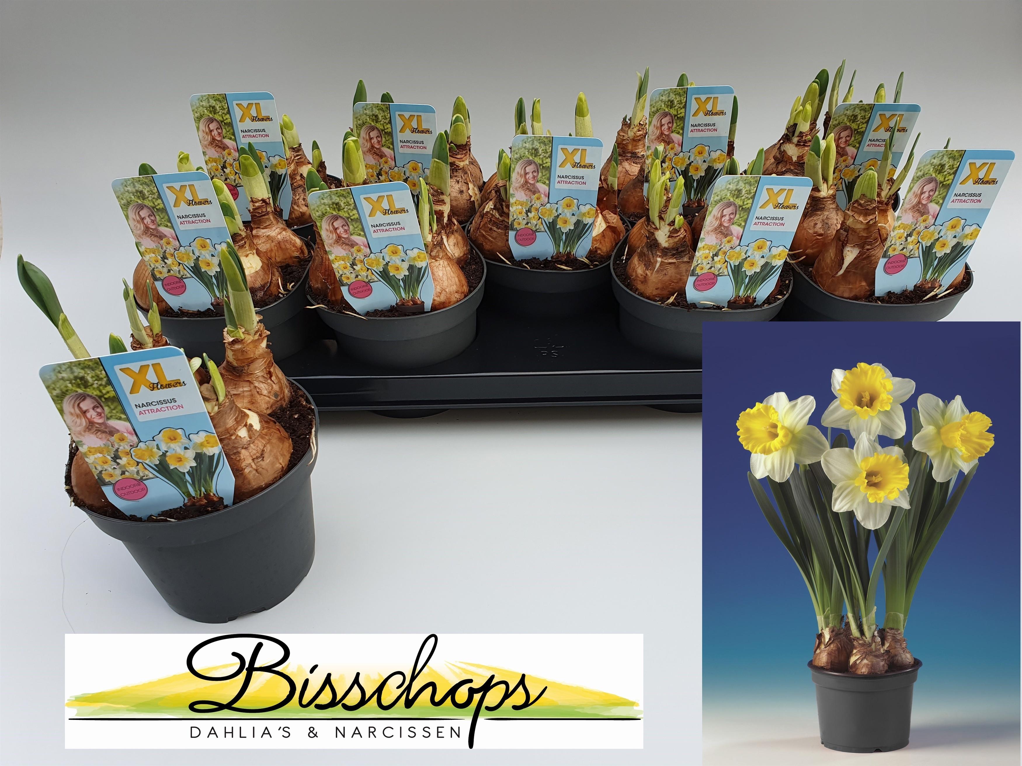 Горшечные цветы и растения оптом Narc T Attraction от 9шт из Голландии с доставкой по России