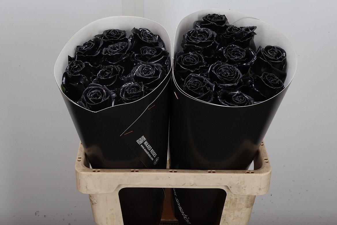 Срезанные цветы оптом Rosa large wax black от 20шт из Голландии с доставкой по России