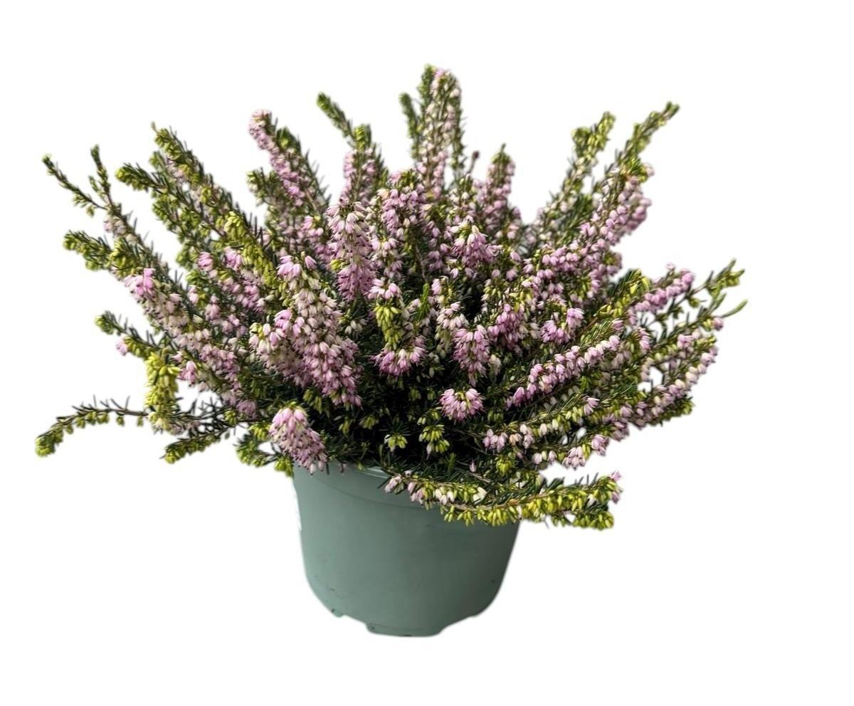 Горшечные цветы и растения оптом Erica Dar. Darley Dale от 1шт из Голландии с доставкой по России