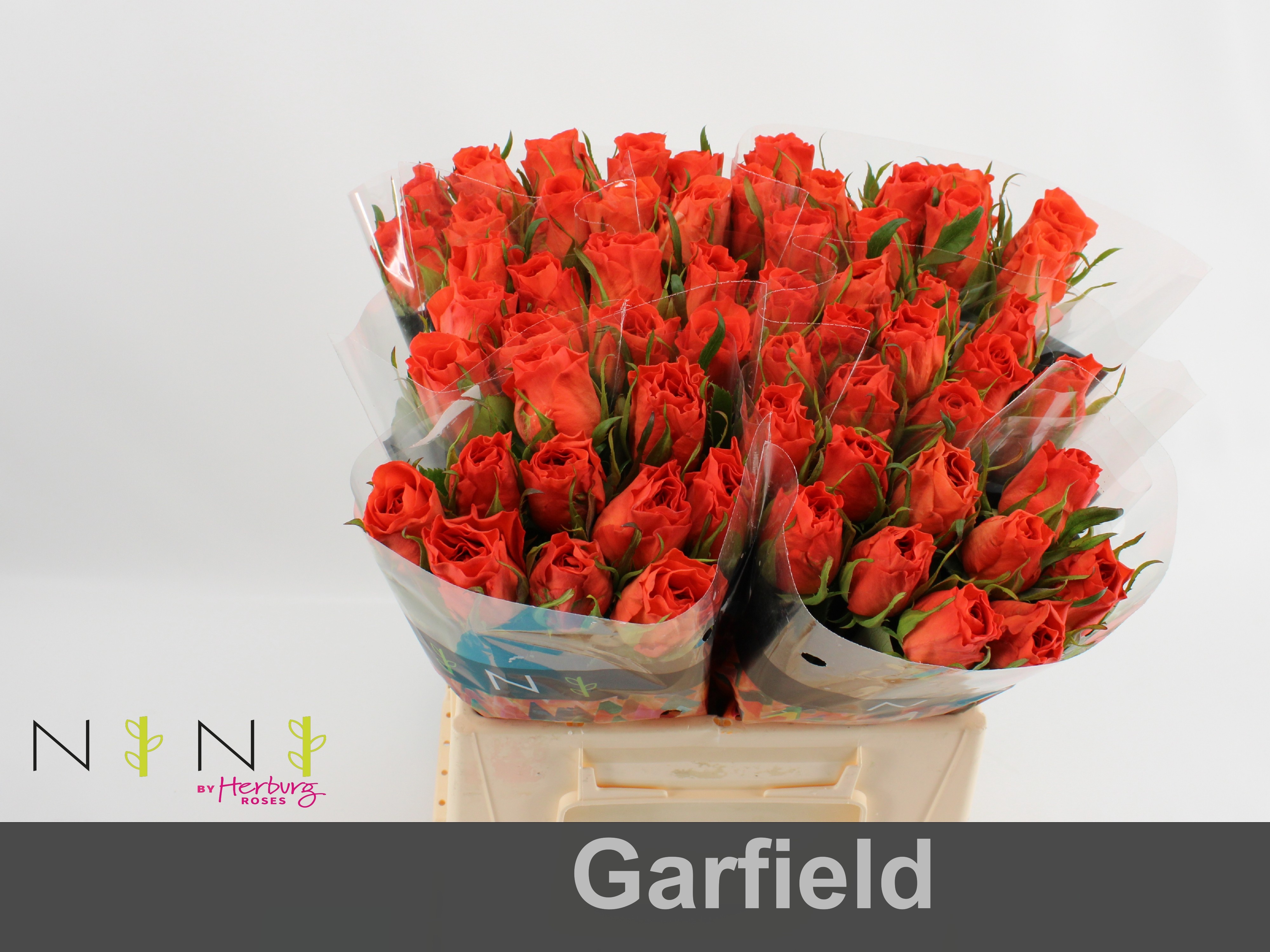 Срезанные цветы оптом Rosa large garfield+ от 60шт из Голландии с доставкой по России