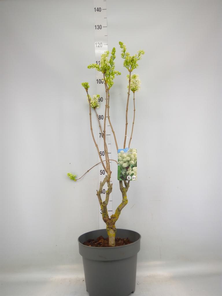 Горшечные цветы и растения оптом Syringa Vulg. от 1шт из Голландии с доставкой по России