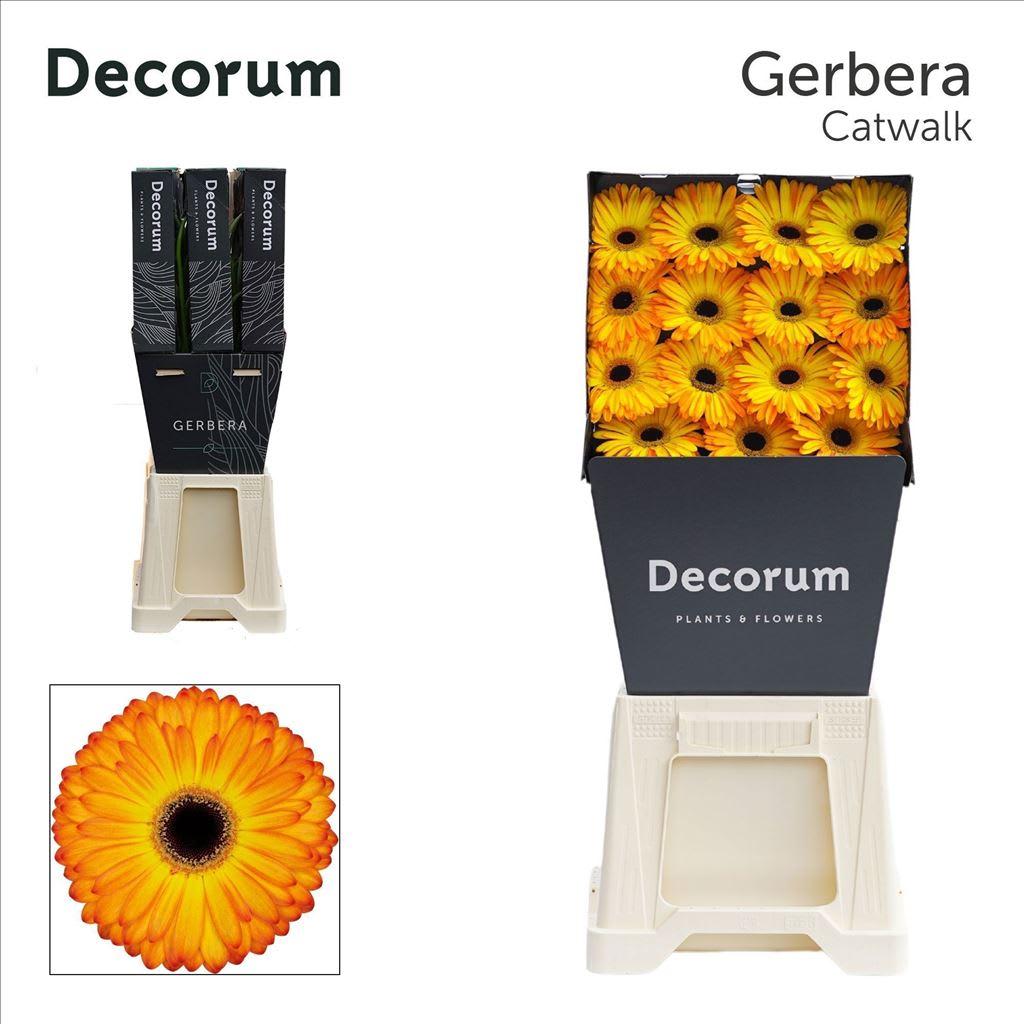 Срезанные цветы оптом Gerbera diamond catwalk от 45шт из Голландии с доставкой по России