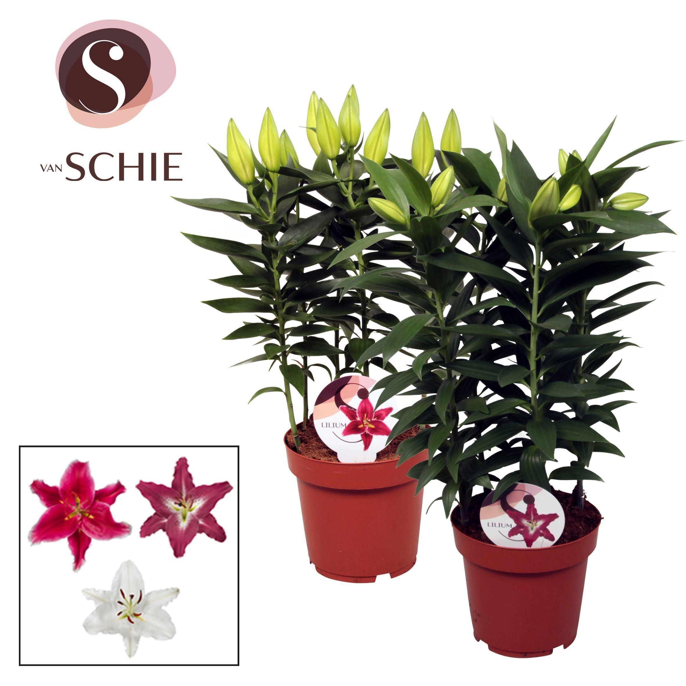 Горшечные цветы и растения оптом Garden Lilium Oriental Mix 19 Cm от 5шт из Голландии с доставкой по России