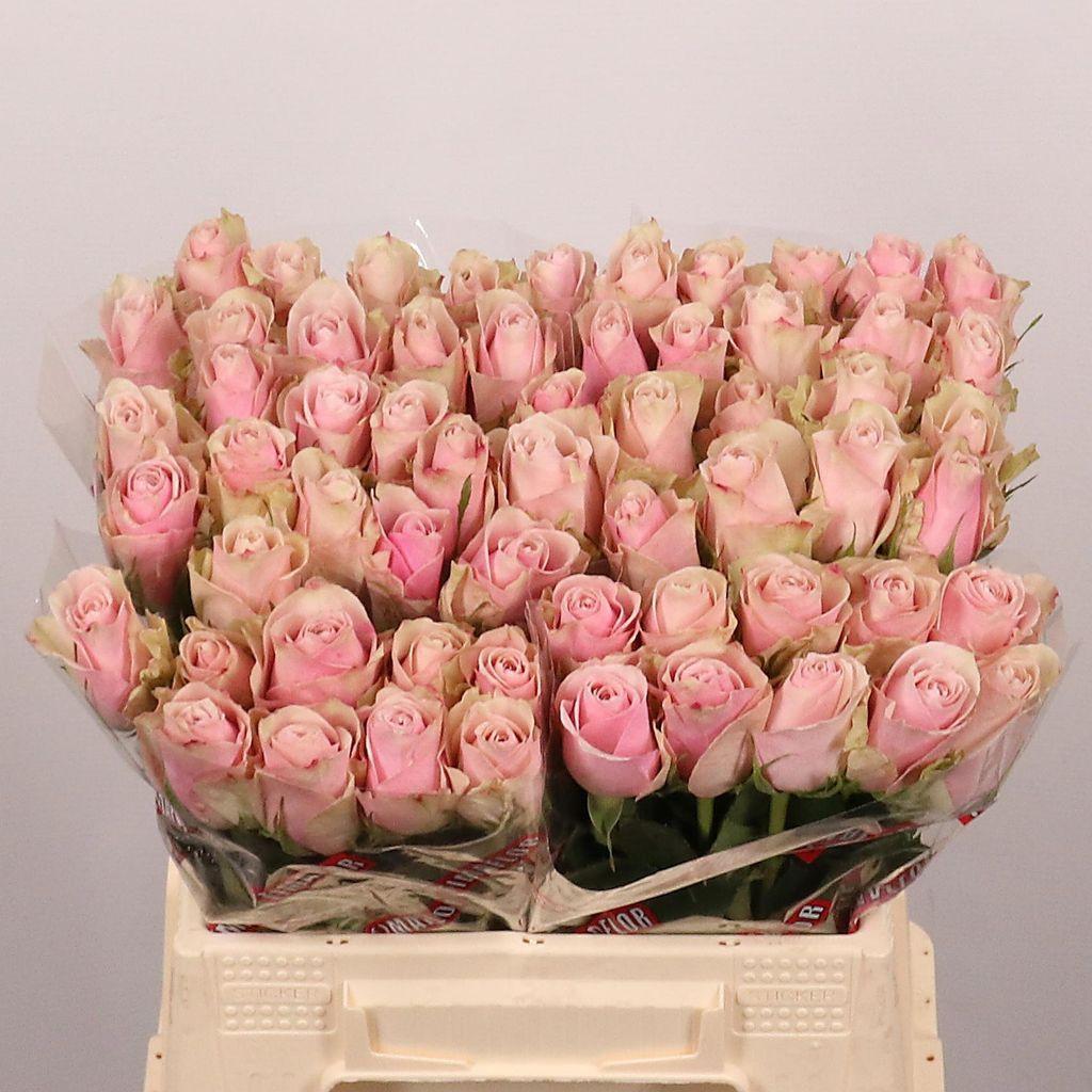Срезанные цветы оптом Rosa large pink athena от 60шт. из Голландии с доставкой по России
