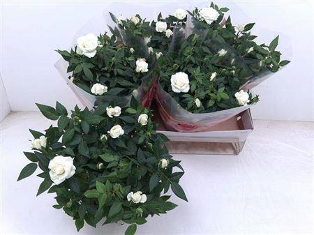 Горшечные цветы и растения оптом Ro Fav Ro White от 4шт из Голландии с доставкой по России