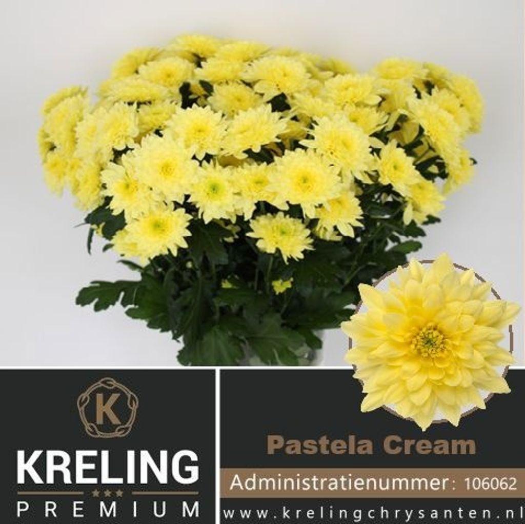 Срезанные цветы оптом Chrys sp pastela cream от 80шт. из Голландии с доставкой по России