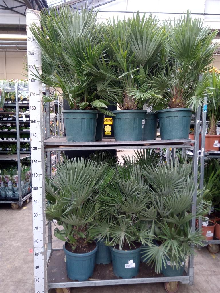 Горшечные цветы и растения оптом Chamaerops Humilis Var. Argentea от 1шт из Голландии с доставкой по России