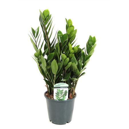 Горшечные цветы и растения оптом Zamioculcas Lucky Classic 6+ от 8шт из Голландии с доставкой по России