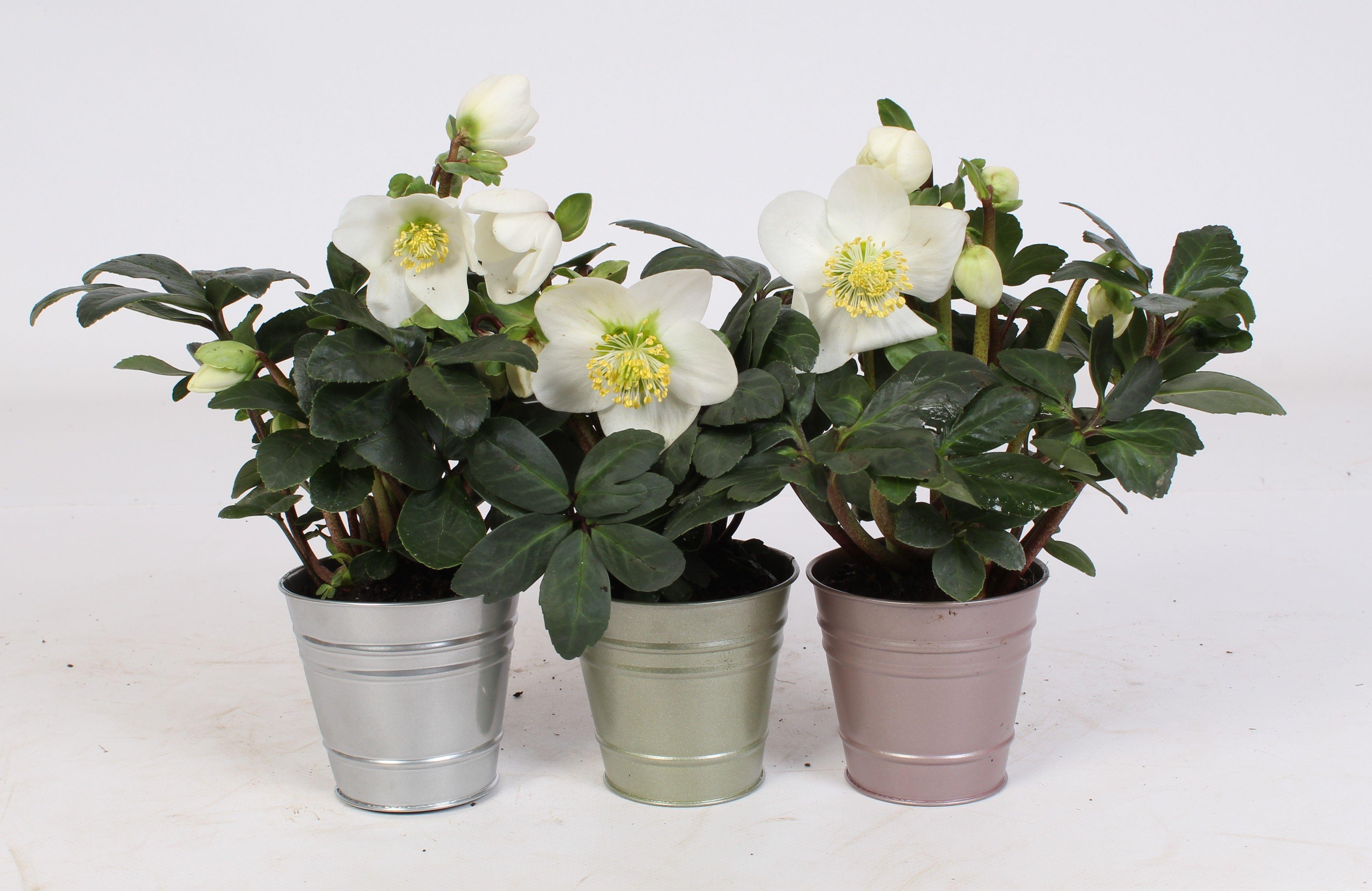 Горшечные цветы и растения оптом Helleborus N. Christmas Carol 12cm In Luxe Metalli от 6шт из Голландии с доставкой по России