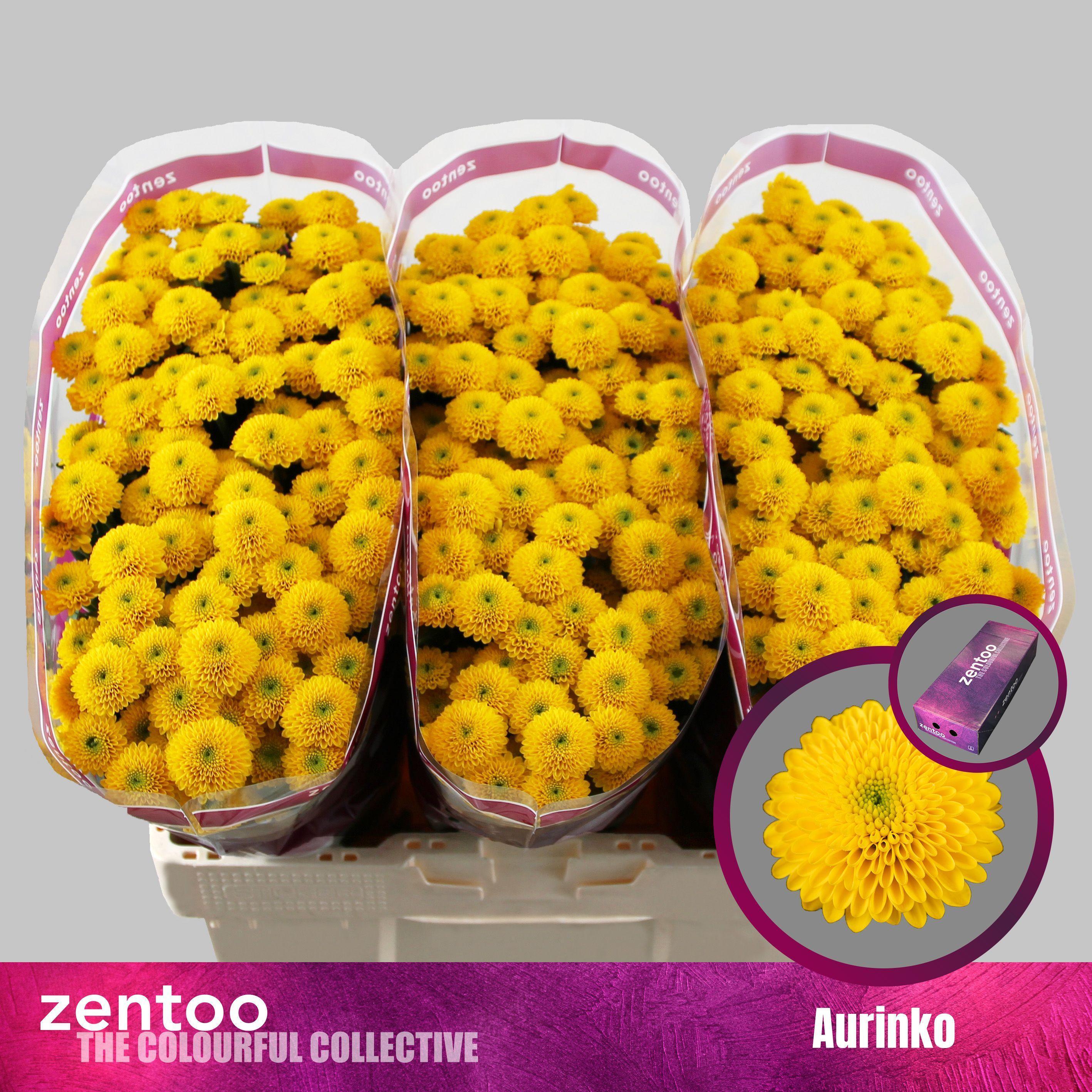 Срезанные цветы оптом Chrys sa aurinko от 225шт из Голландии с доставкой по России