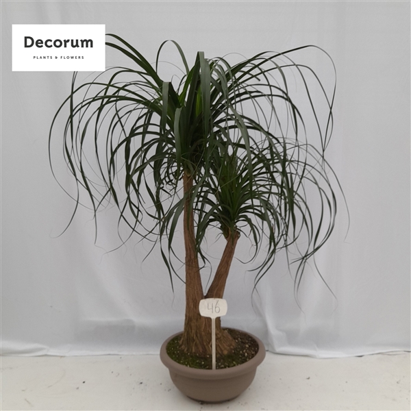 Горшечные цветы и растения оптом Beaucarnea Branched Nummer 46 от 1шт из Голландии с доставкой по России