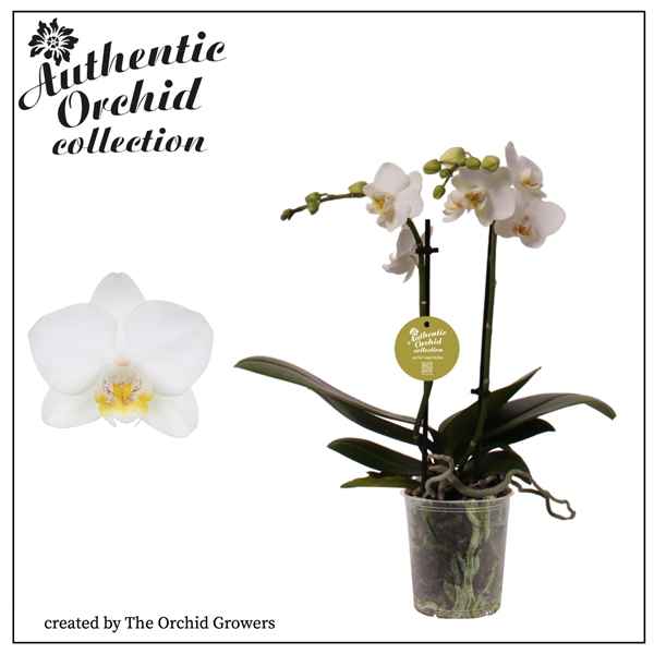 Горшечные цветы и растения оптом Phal 2st White Authentic 12+ (orchid Growers) от 12шт из Голландии с доставкой по России