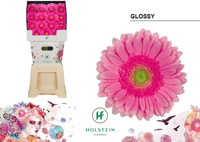 Срезанные цветы оптом Gerbera glossy от 45шт из Голландии с доставкой по России