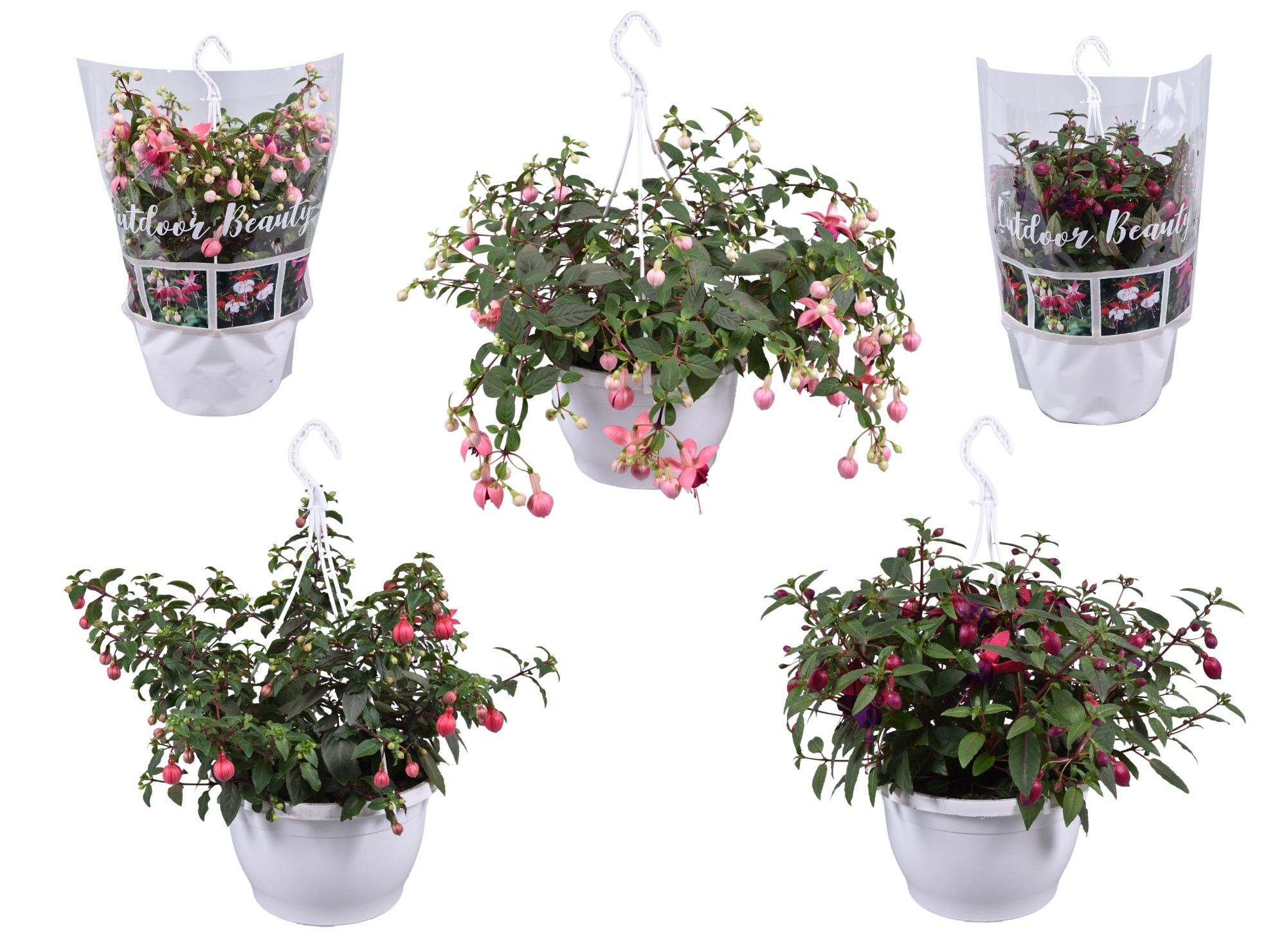Горшечные цветы и растения оптом Fuchsia Gemengd 2-3 Kleuren Hangpot 25cm от 1шт из Голландии с доставкой по России