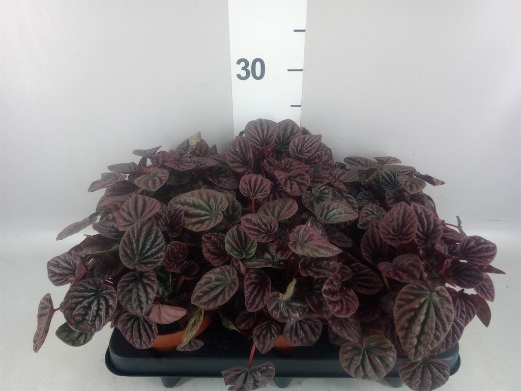 Горшечные цветы и растения оптом Peperomia Caperata ... от 6шт из Голландии с доставкой по России