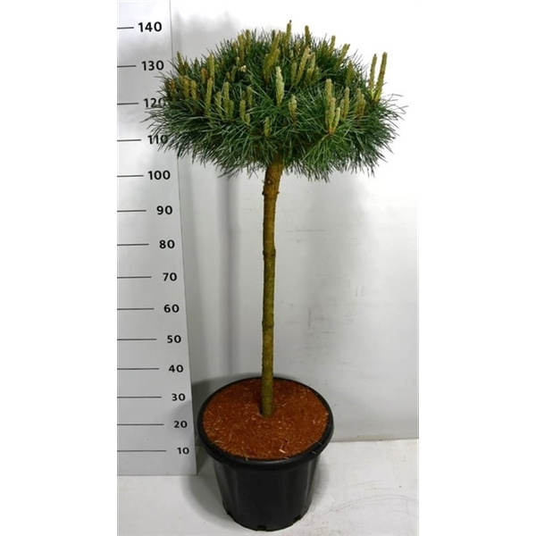 Горшечные цветы и растения оптом Pinus Sylv Chantry Blue On Stem от 1шт из Голландии с доставкой по России