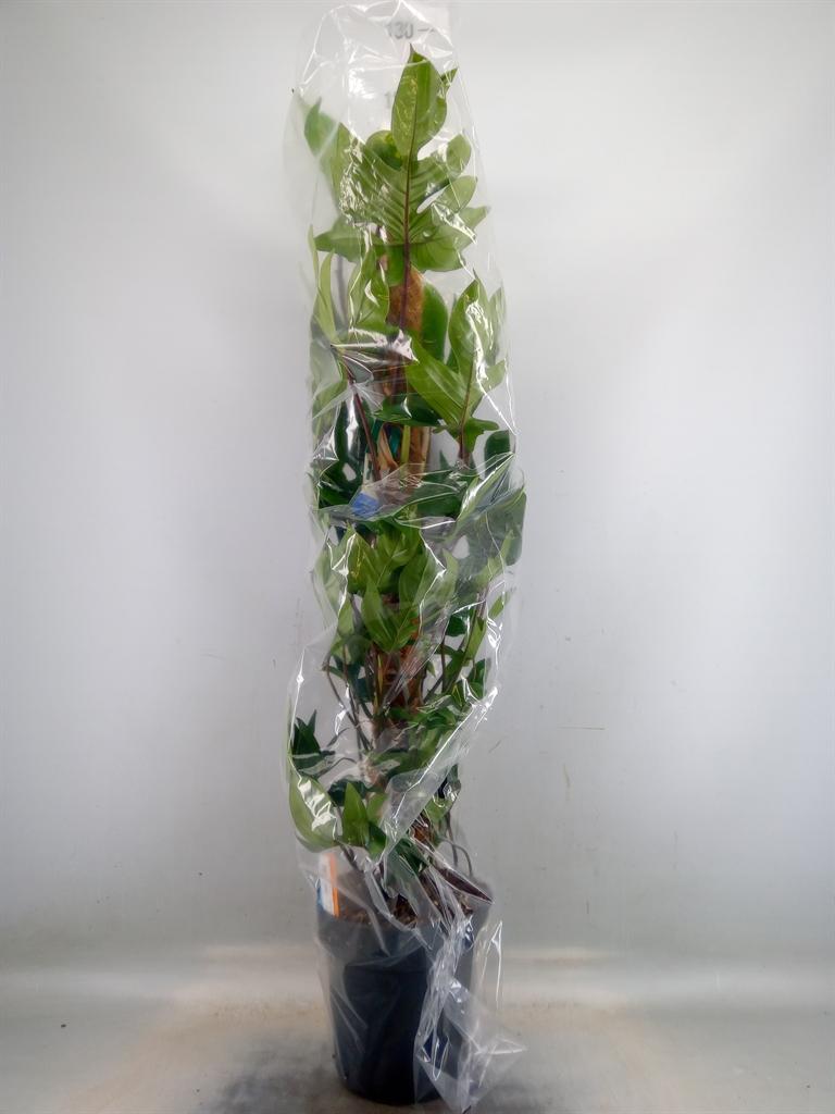 Горшечные цветы и растения оптом Philodendron Pedatum от 1шт из Голландии с доставкой по России