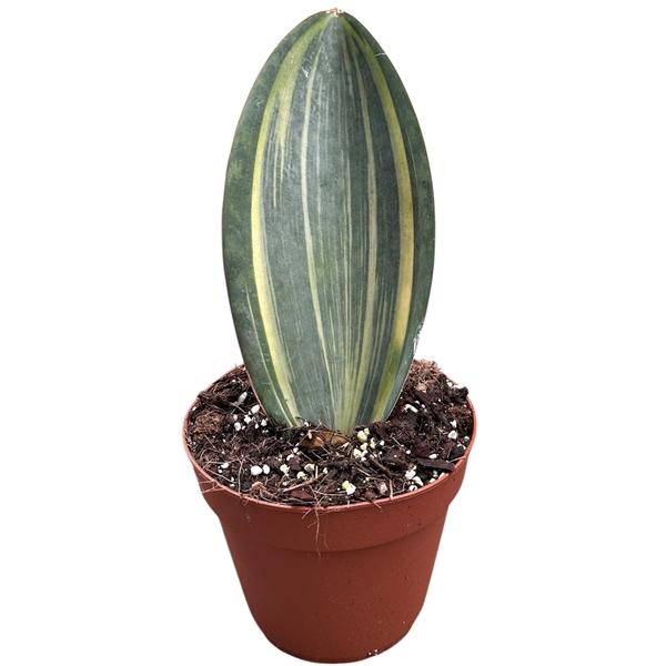 Горшечные цветы и растения оптом Sansevieria Masoniana Aurea от 1шт из Голландии с доставкой по России