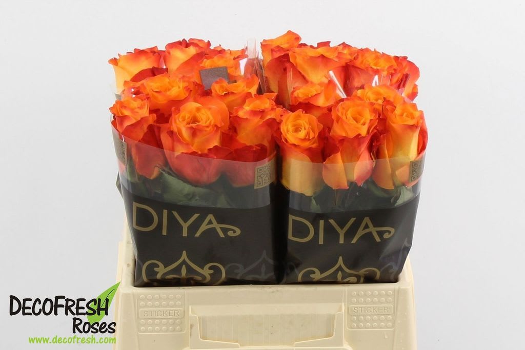 Срезанные цветы оптом Rosa large diyas fire от 40шт из Голландии с доставкой по России