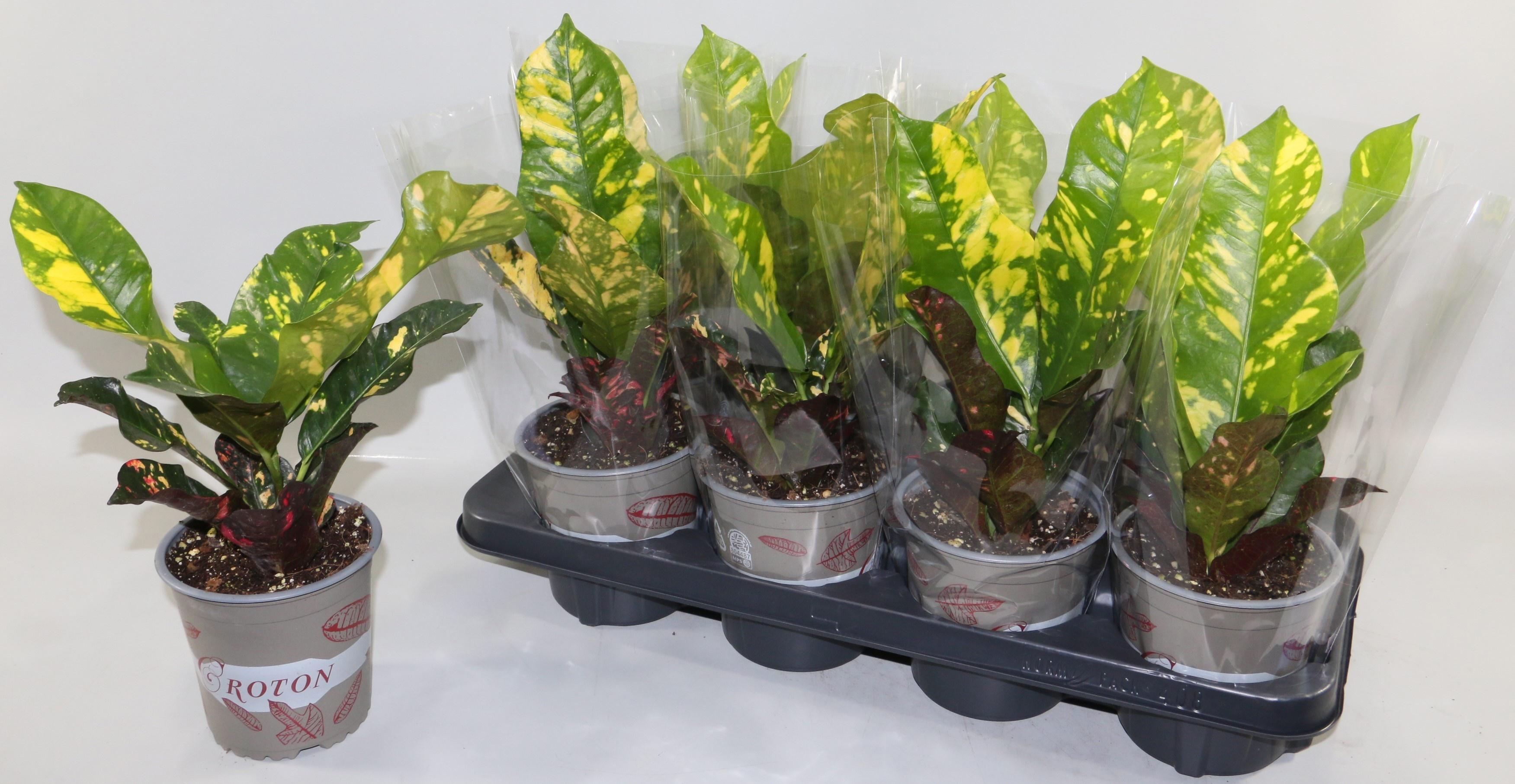 Горшечные цветы и растения оптом Cod Gr Magnificent от 8шт из Голландии с доставкой по России