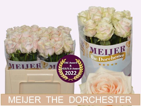 Срезанные цветы оптом Rosa large dorchester+ от 50шт. из Голландии с доставкой по России