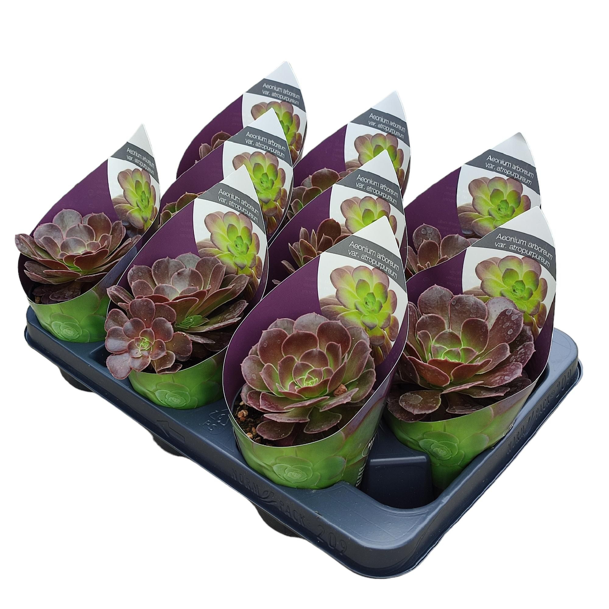 Горшечные цветы и растения оптом Aeonium Arboreum Var Atropurpureum Potcover от 9шт из Голландии с доставкой по России