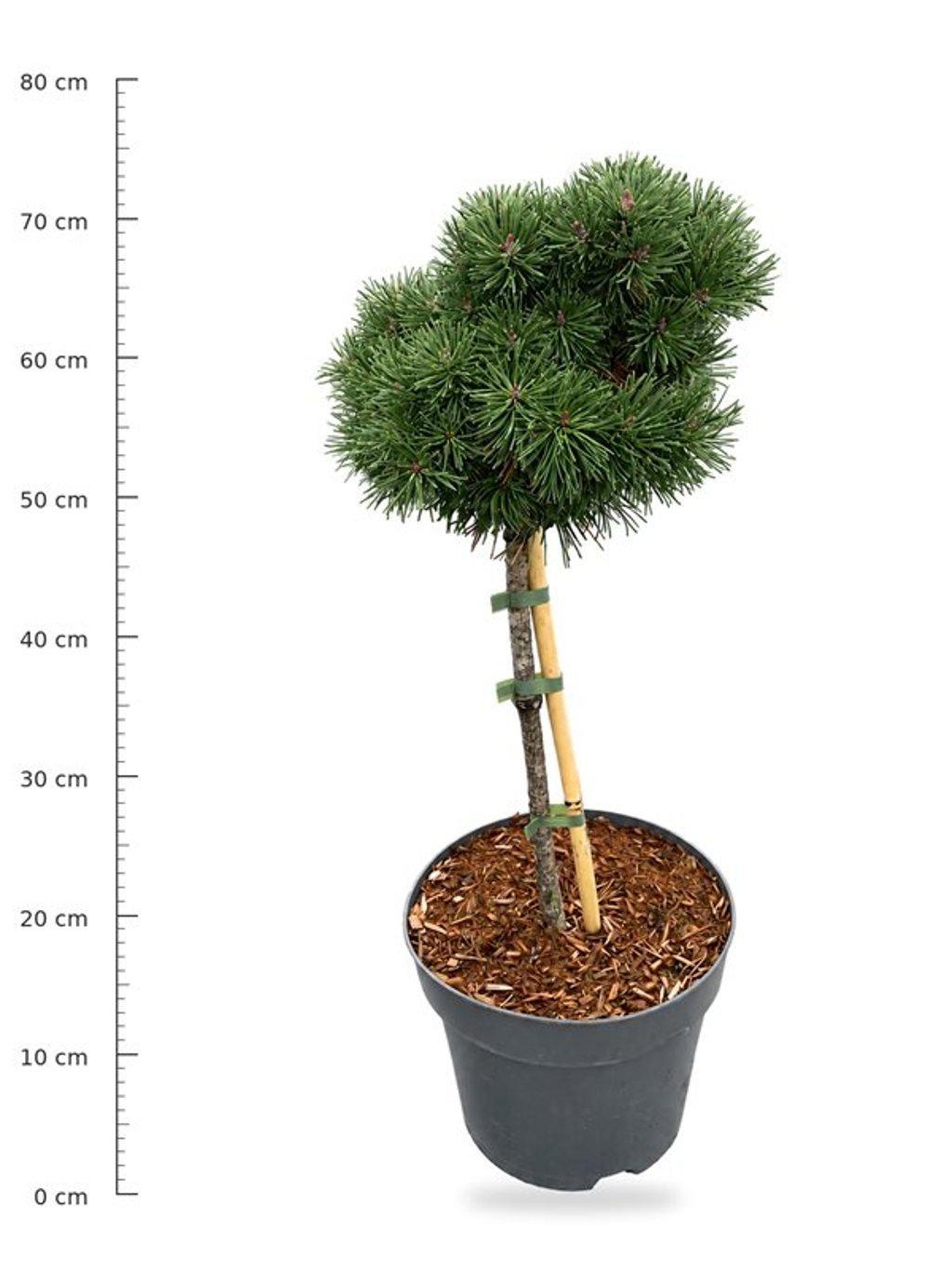 Горшечные цветы и растения оптом Pinus Uncinata от 1шт из Голландии с доставкой по России
