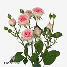 Срезанные цветы оптом Rosa spray kate-lynn от 40шт из Голландии с доставкой по России