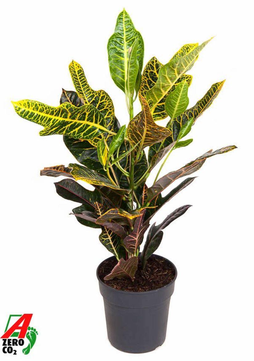 Горшечные цветы и растения оптом Codiaeum Excellent 1pp от 1шт из Голландии с доставкой по России