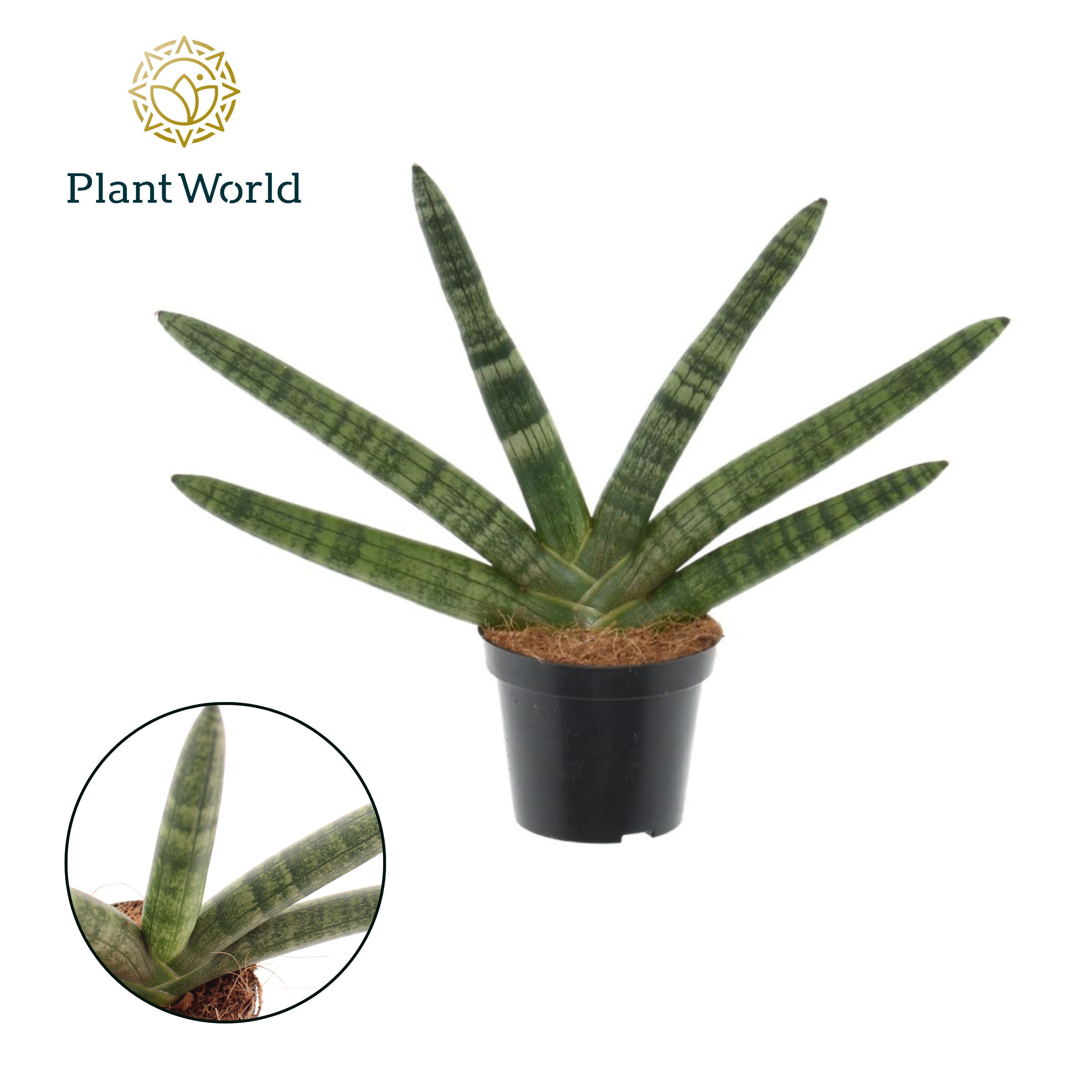 Горшечные цветы и растения оптом Sansevieria Skyline от 12шт (для телеги) из Голландии с доставкой по России