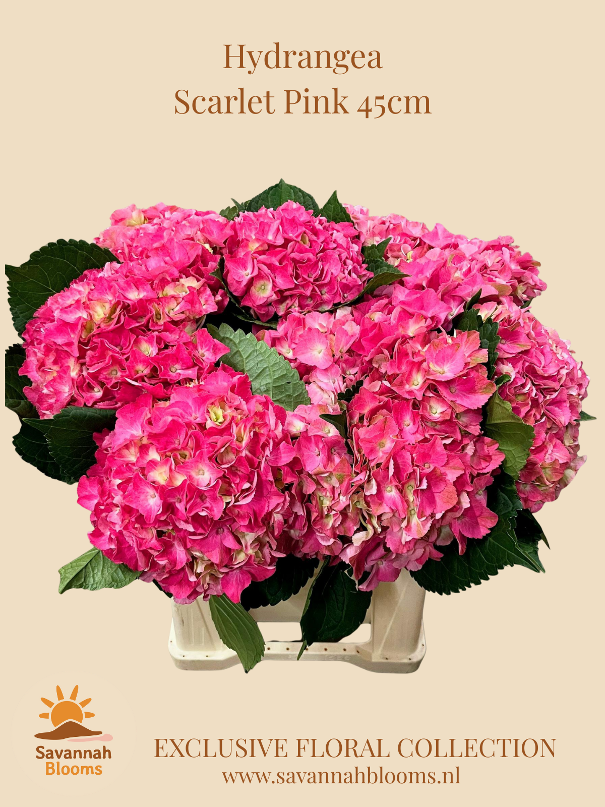 Срезанные цветы оптом Hydrangea scarlett от 10шт из Голландии с доставкой по России