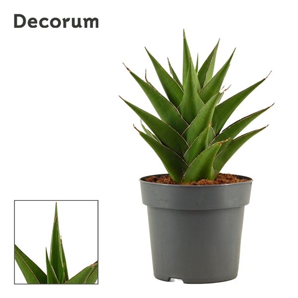 Горшечные цветы и растения оптом Sansevieria Temple Crown (decorum) от 7шт из Голландии с доставкой по России