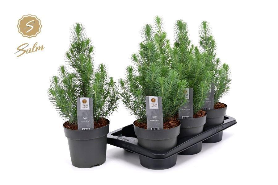 Горшечные цветы и растения оптом Pinus Silver Crest от 6шт из Голландии с доставкой по России