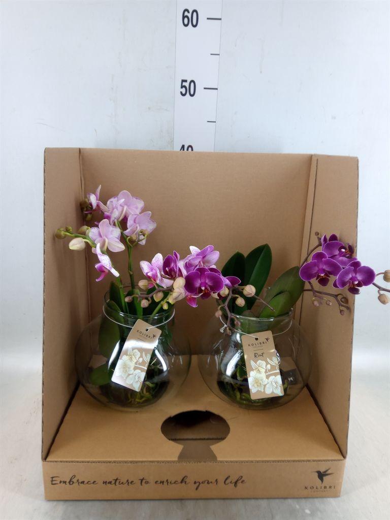 Горшечные цветы и растения оптом Phalaenopsis   ...mix от 2шт из Голландии с доставкой по России