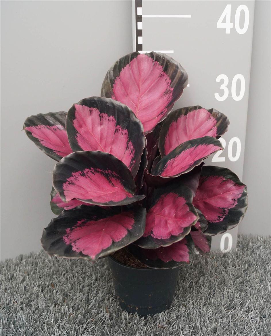 Горшечные цветы и растения оптом Calathea Roseopicta Mysty Red от 6шт из Голландии с доставкой по России
