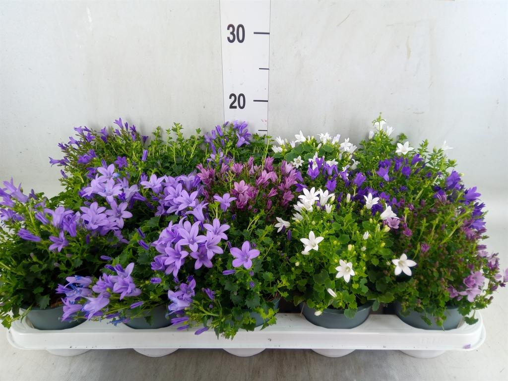 Горшечные цветы и растения оптом Campanula Porten. от 15шт (для телеги) из Голландии с доставкой по России