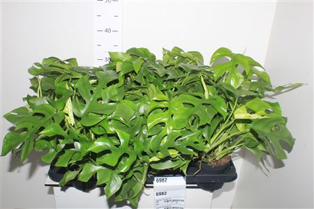 Горшечные цветы и растения оптом Rhaphido Tetrasperma от 8шт из Голландии с доставкой по России