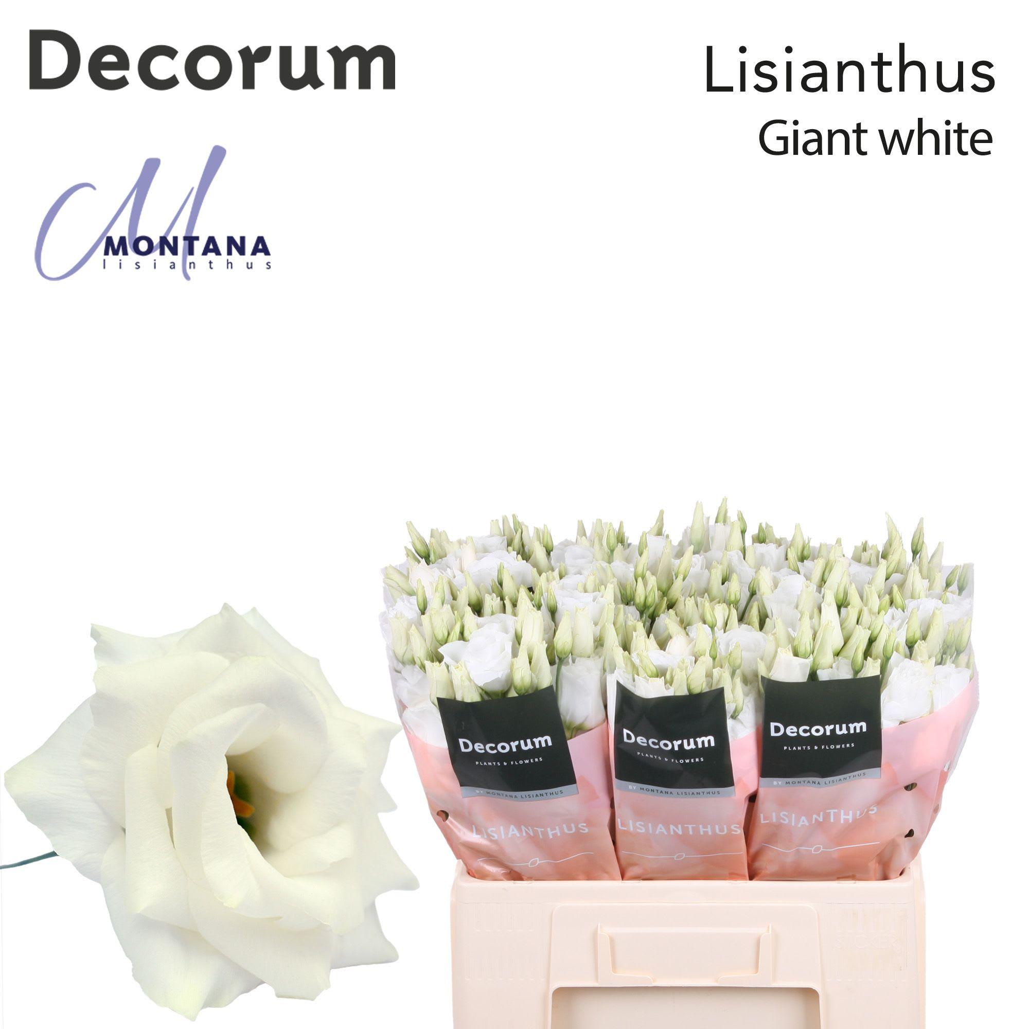 Срезанные цветы оптом Lisianthus do arena giant white от 50шт из Голландии с доставкой по России