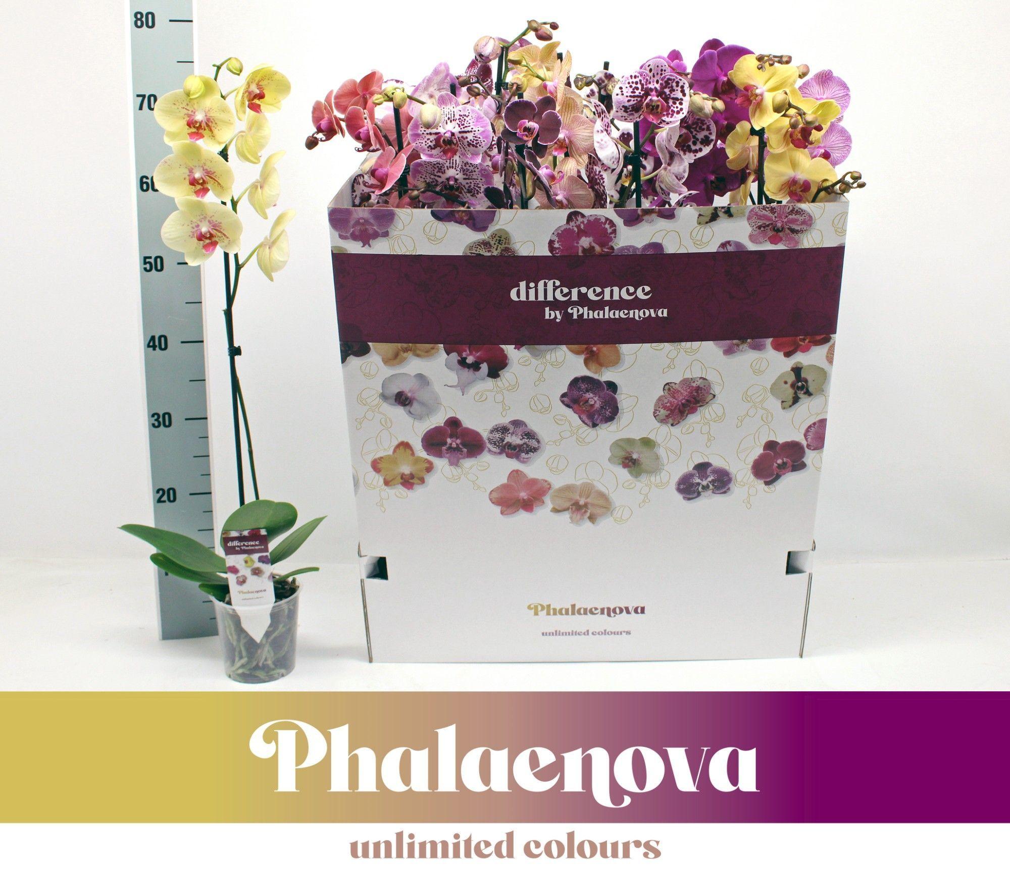 Горшечные цветы и растения оптом Phal 1st Mix 9+ (phalaenova) от 12шт из Голландии с доставкой по России