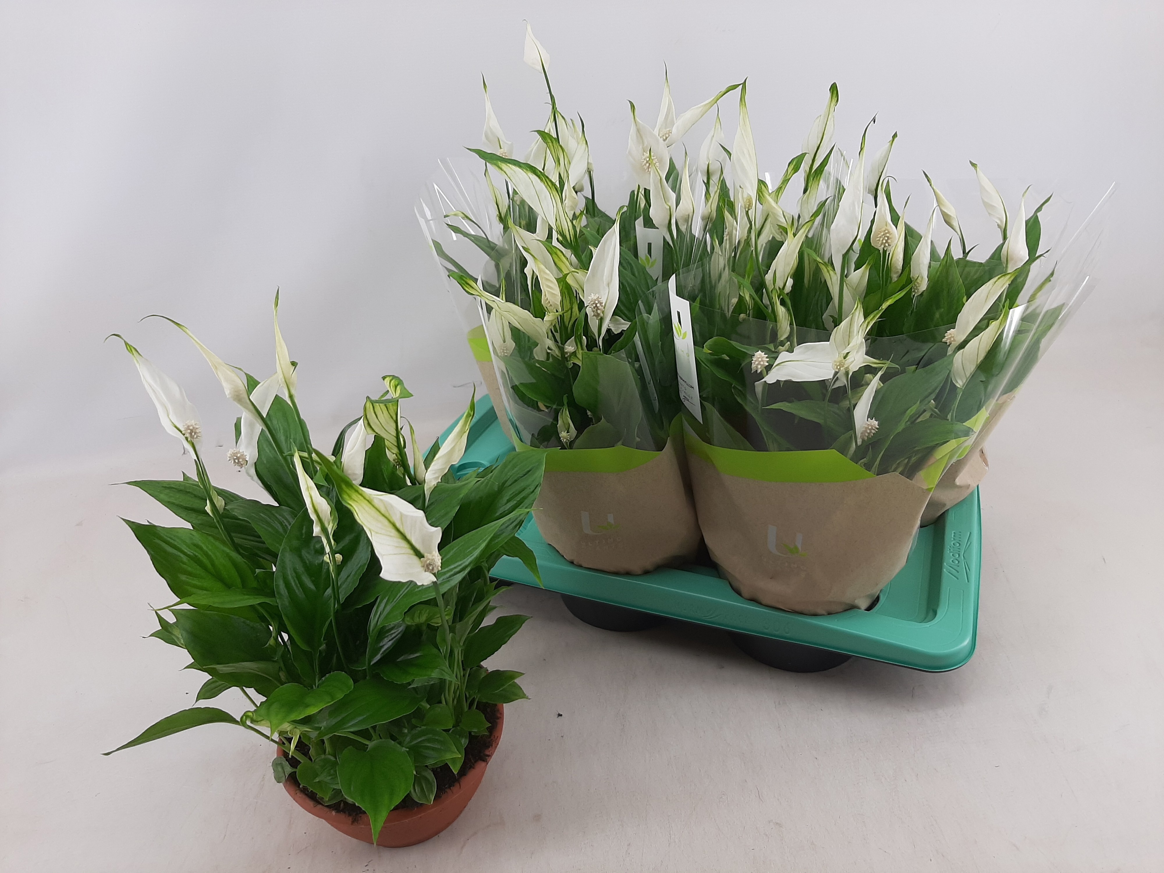 Горшечные цветы и растения оптом Spath Chopin от 6шт из Голландии с доставкой по России