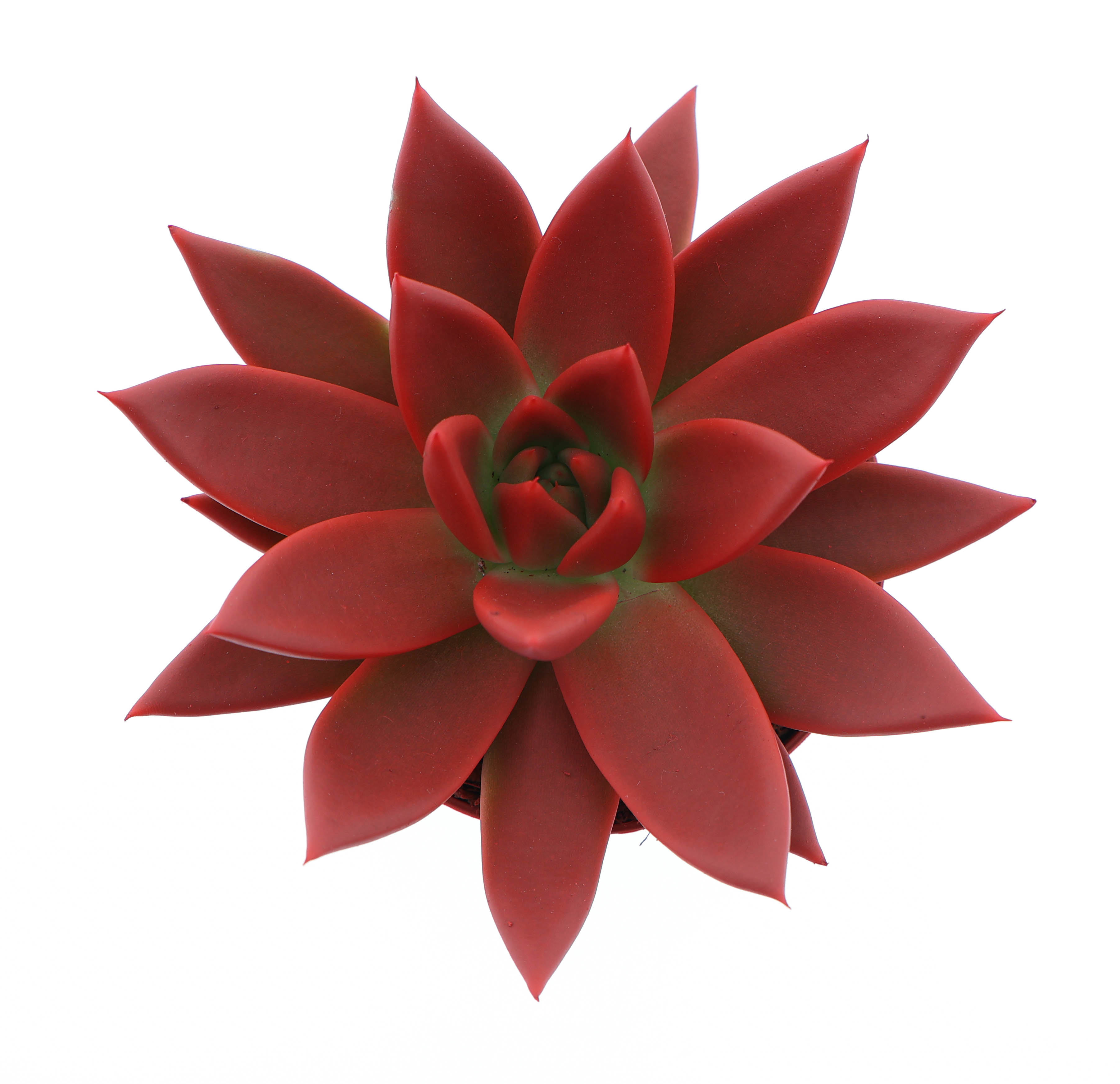 Горшечные цветы и растения оптом Echeveria Rainbow Red от 12шт (для телеги) из Голландии с доставкой по России