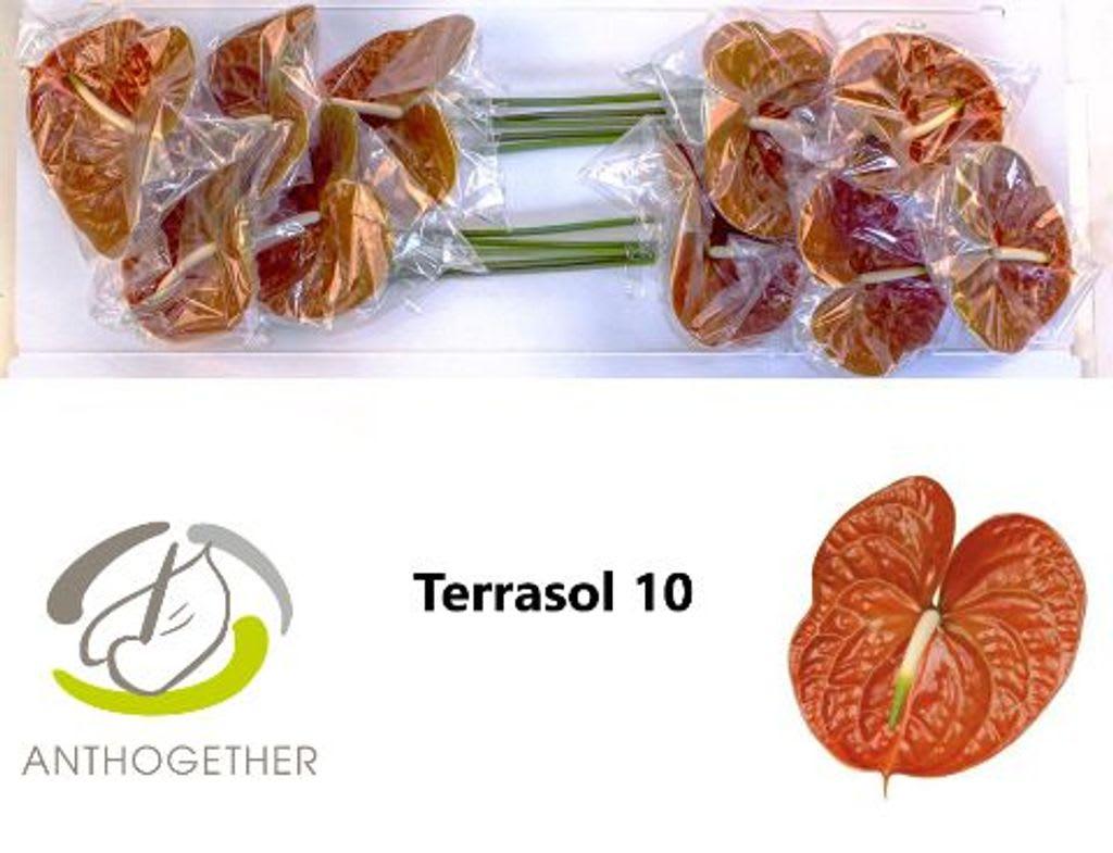 Срезанные цветы оптом Anthurium terrasol от 10шт из Голландии с доставкой по России