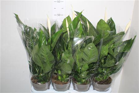 Горшечные цветы и растения оптом Spath Queeny 1-2+++ от 8шт из Голландии с доставкой по России