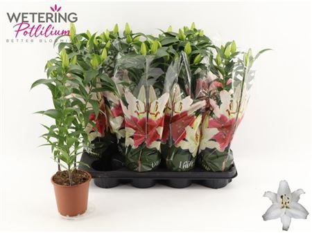 Горшечные цветы и растения оптом Lil Or Sun Bahamas 3pp от 8шт из Голландии с доставкой по России