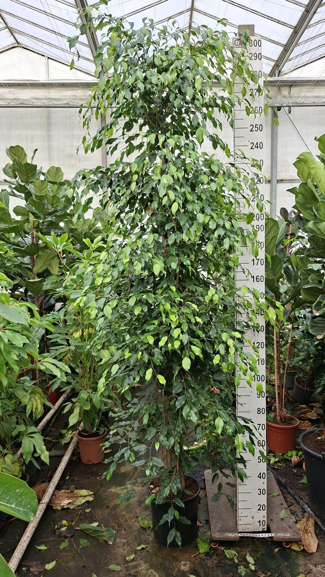 Горшечные цветы и растения оптом Ficus Be Exotica Piramide от 1шт из Голландии с доставкой по России